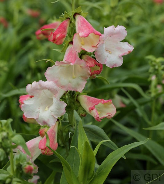 Aufnahme einer Penstemon Pflanze mit glockenförmigen Blüten