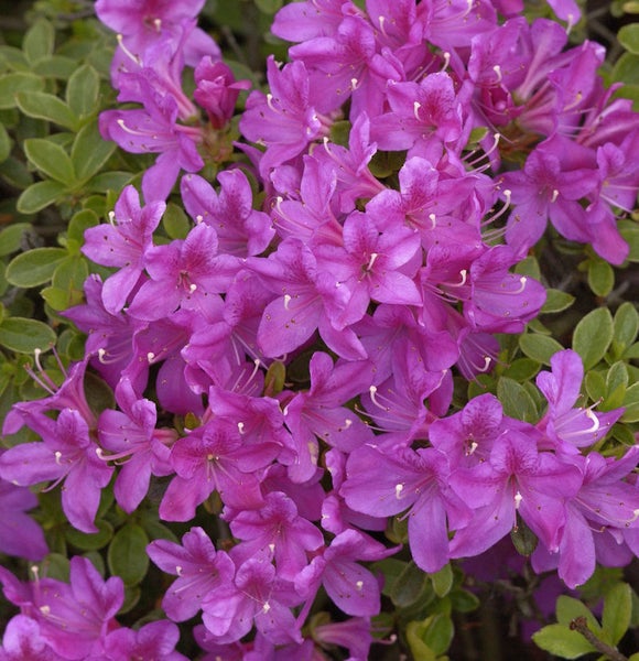 Nahaufnahme einer blühenden Azalee