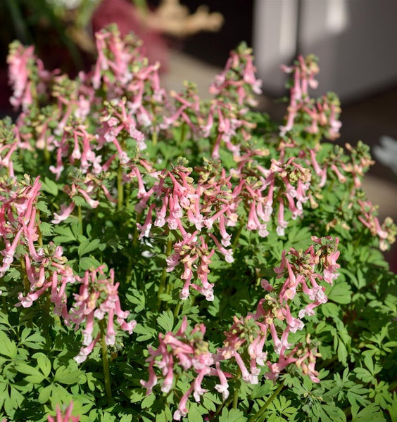 Blühender Lerchensporn im Garten