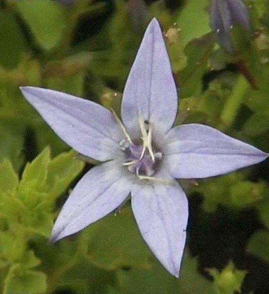 Blüte einer Glockenblume im Detail