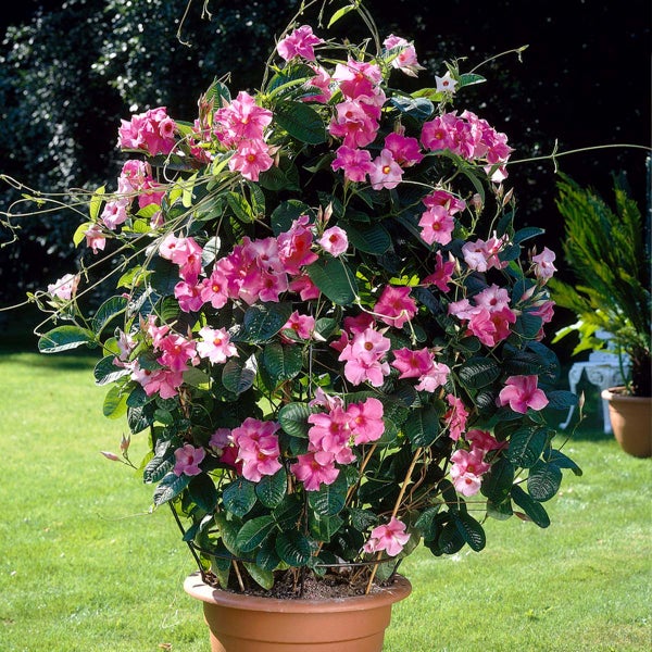 Dipladenia im Topf mit rosa Blüten und grünen Blättern auf einer Kletterhilfe