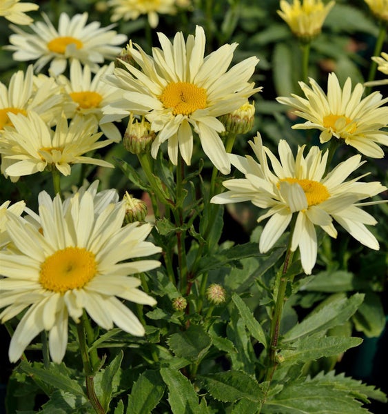 Gruppe von Margeritenblüten mit gelben Blütenblättern und grünen Blättern
