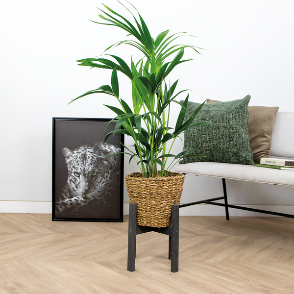 Bloomique - Howea Forsteriana - Kentia Palme - Zimmerpflanzen - Pflegeleicht - Haustierfreundlich - Höhe 90-100 cm - Mit Rotan Korb 19 cm