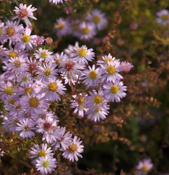 Nahaufnahme von lila Raublattastern mit gelben Blütenkörbchen