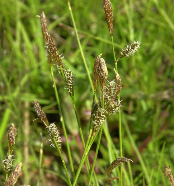 Nahaufnahme von Seggenpflanzen im Freien