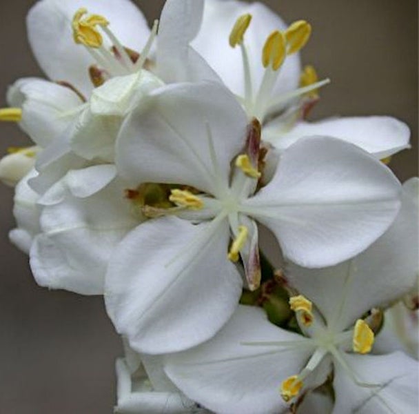 Blütenstand mit weißen Blütenblättern und gelben Staubgefäßen