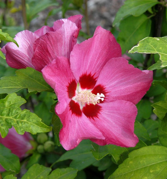Nahaufnahme einer rosafarbenen Hibiskusblüte mit grünen Blättern