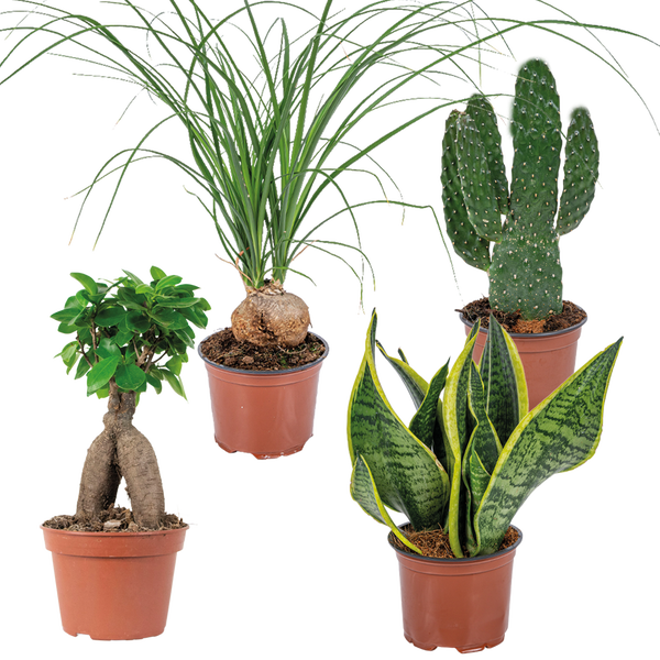 Bloomique - 4er-Mix - Tropische Zimmerpflanzen - Opuntia, Ficus, Sansevieria, Beaucarnea - Luftreinigend - 20-40 cm Hoch - Topf 12 cm