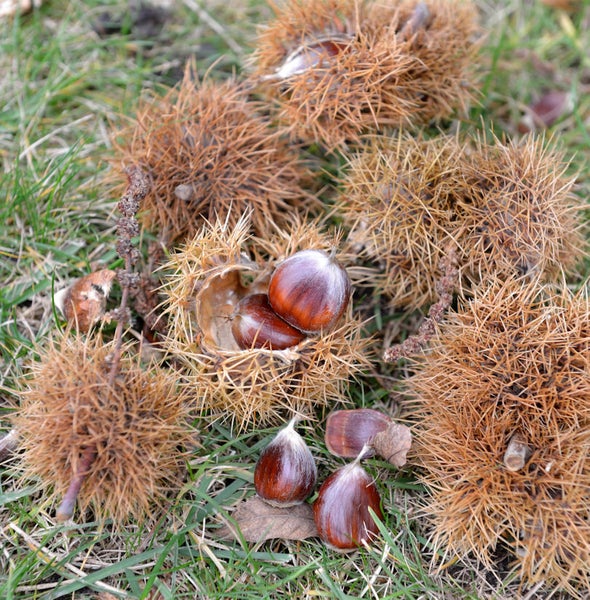Kastanien und Kastanienschalen auf Gras