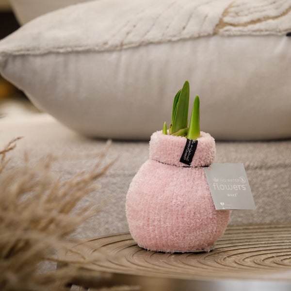 Bloomique - Amaryllis-Zwiebel in Wachs - gemütliches Rosa - Blumenzwiebel - keine Wasserblumen - Weihnachtsdekoration - 15-25 cm hoch bei Lieferung - wird bis zu 40-60 cm groß - 10 cm Durchmesser