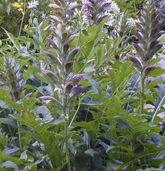 Büschel von Bärenklau im Garten