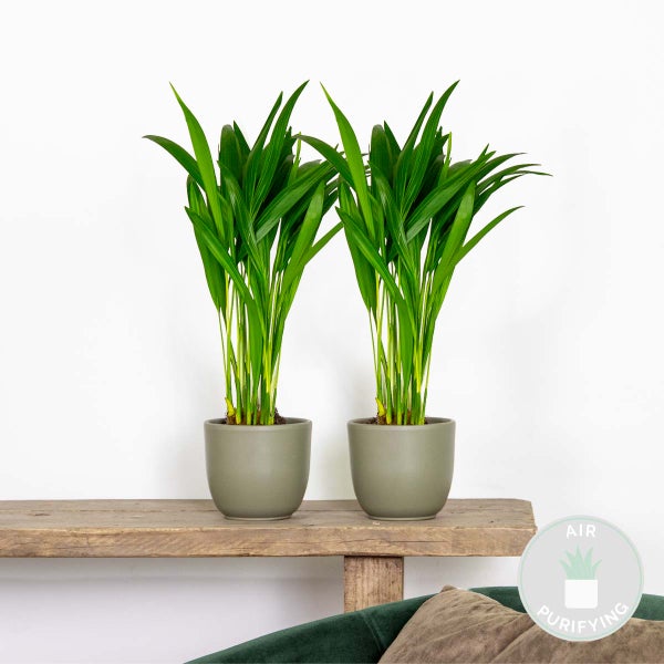 Bloomique - 2er Set - Dypsis Lutescens - Goldfruchtpalme - Areca Palme - Zimmerpflanzen - Pflegeleicht - Haustierfreundlich - Höhe 25-30 cm - Topf 10,5 cm