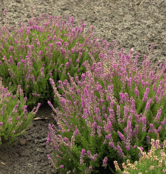 Blühende Besenheide im Gartenbeet