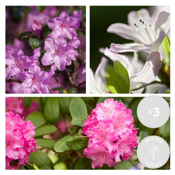 Bloomique - 3er-Set - Rhododendron - Lila, Rosa, Weiß - Immergrün - Winterhart - Gartenpflanzen - Höhe 15-20 cm - Topf 9 cm