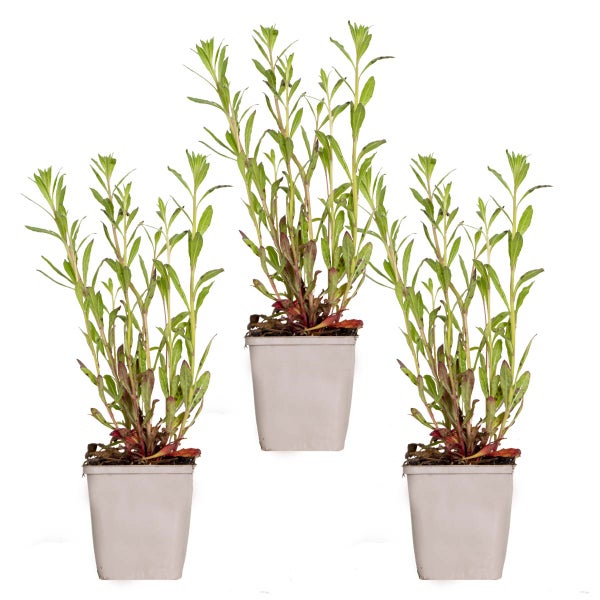 3x Gaura Lindheimeri - Schöne Kerze - Staude - Winterhart – ⌀9 cm - ↕10-15 cm