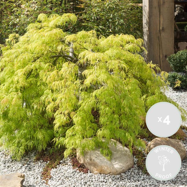 Bloomique - 4er Set - Acer Going Green - Japanischer Ahorn - Winterharte Pflanzen - Gartenpflanzen Winterhart - Höhe 20-30 cm - Topf 10,5 cm