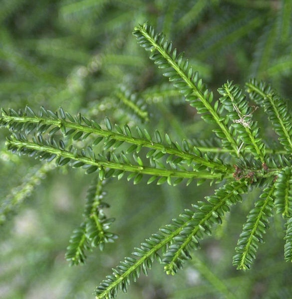 Nahaufnahme von Zweigen einer Hemlocktanne