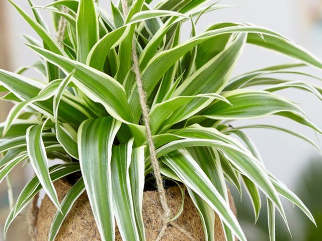 3x Chlorophytum 'Hawaiian' - Haustierfreundlich - Luftreinigend - ⌀12 - ↕25 cm