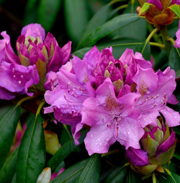 Nahaufnahme einer purpurfarbenen Rhododendronblüte mit Tautropfen und grünen Blättern.