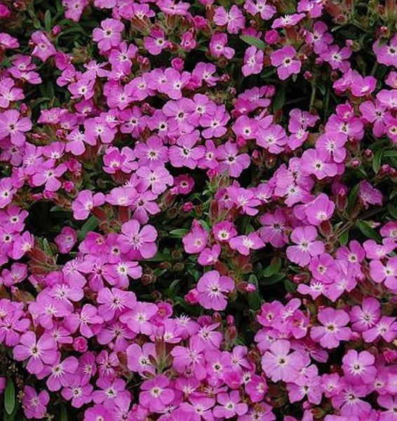 Nahaufnahme von Nelken mit vielen kleinen Blüten