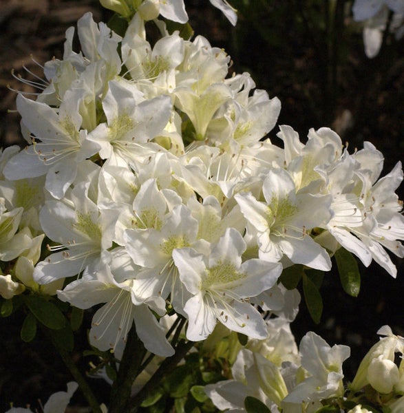 Nahaufnahme von Azaleenblüten