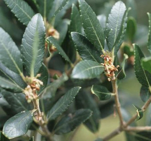 Nahaufnahme von Olivenbaumblättern und -blüten