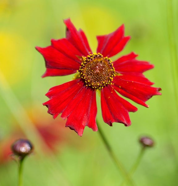 Roter Gänseblümchenblütenkopf im Fokus