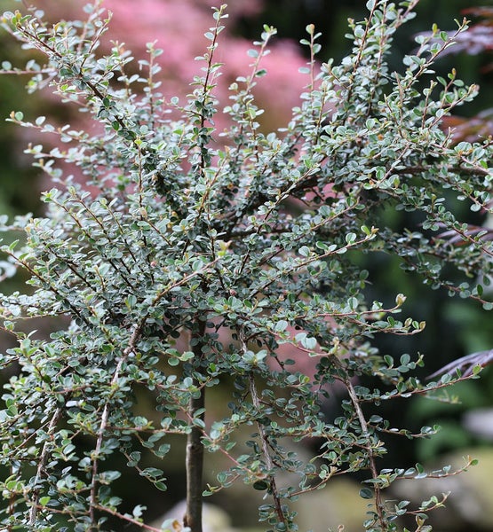 Im Bild ist ein Zwergstrauch mit kleinen Blättern zu sehen.