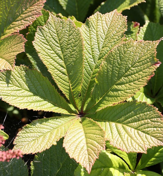 Blätter der Schirmtanne im Detail