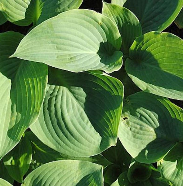 Funkien Pflanze mit großen Blättern