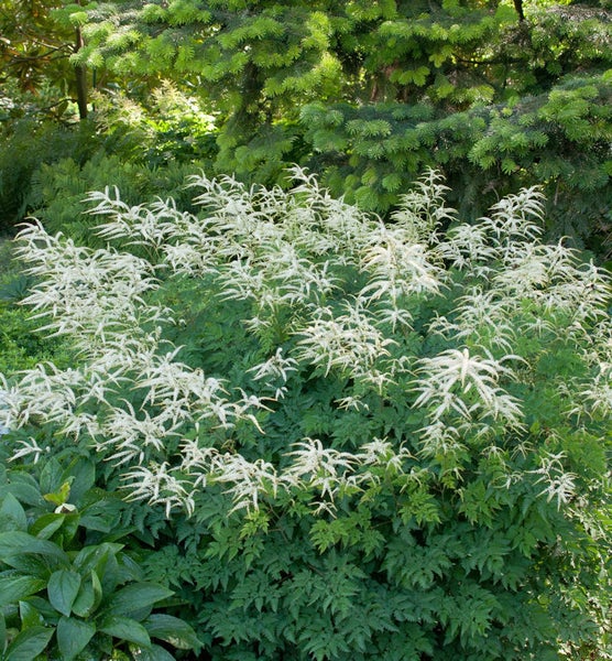 Pflanzenbild mit filigranen weissen Blüten und grünen Blättern im Garten.