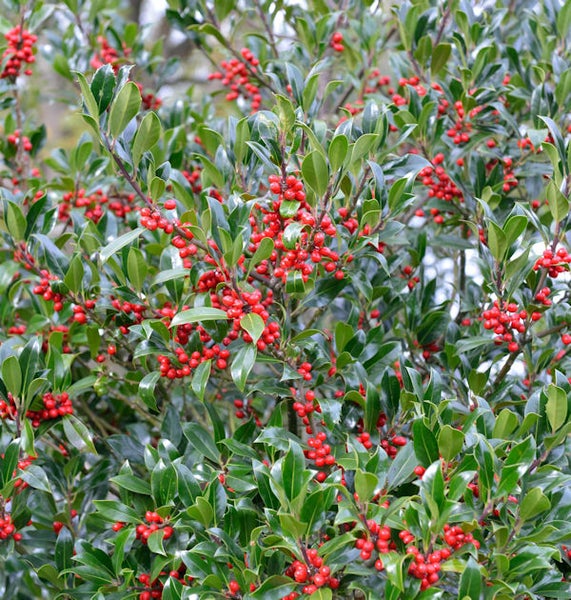 Stechpalme mit roten Beeren und grünen Blättern