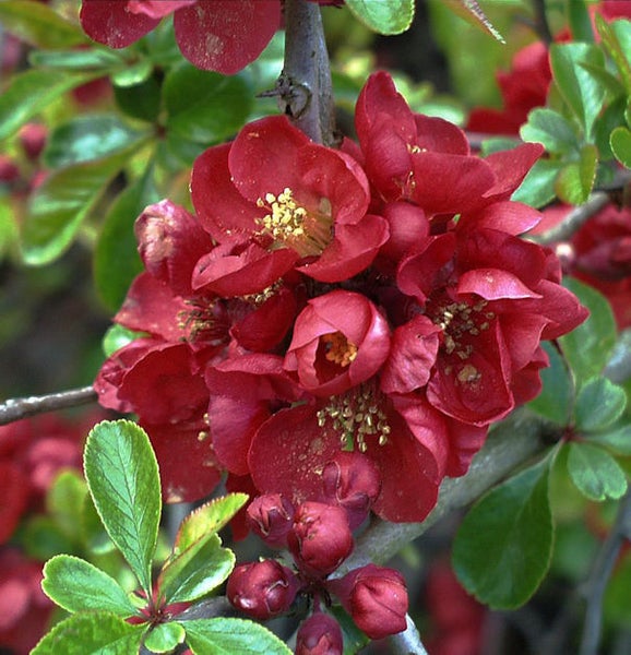 Nahaufnahme von Zierquittenblüten an einem Zweig