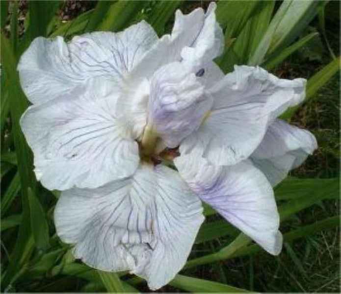 Nahaufnahme einer Schwertlilienblüte