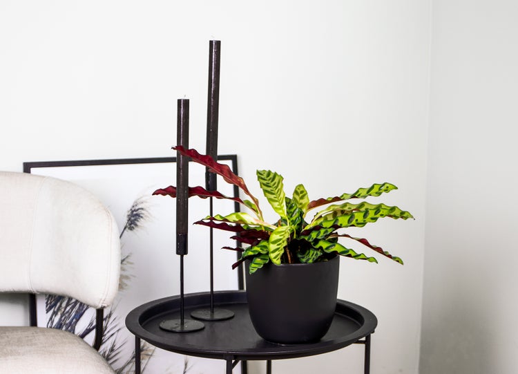 Calathea 'bedeutend' | Pfauenpflanze - Kamerplant der Kwekerspot ⌀12 cm - cm ↕25-35