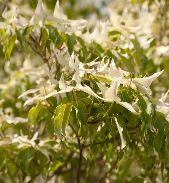 Blühender Blumenhartriegel mit weißen Blütenblättern und grünen Blättern.