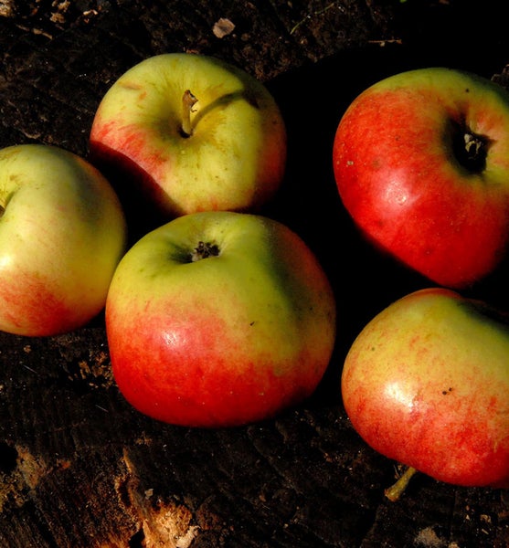 Fünf Äpfel auf einem Baumstumpf