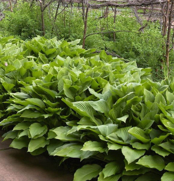Hosta Pflanzenbeet im Garten