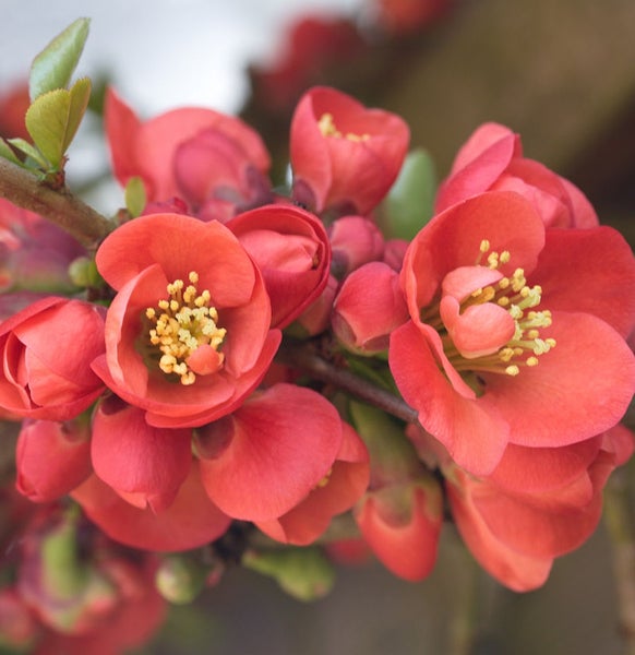 Nahaufnahme von Zierquittenblüten an einem Zweig