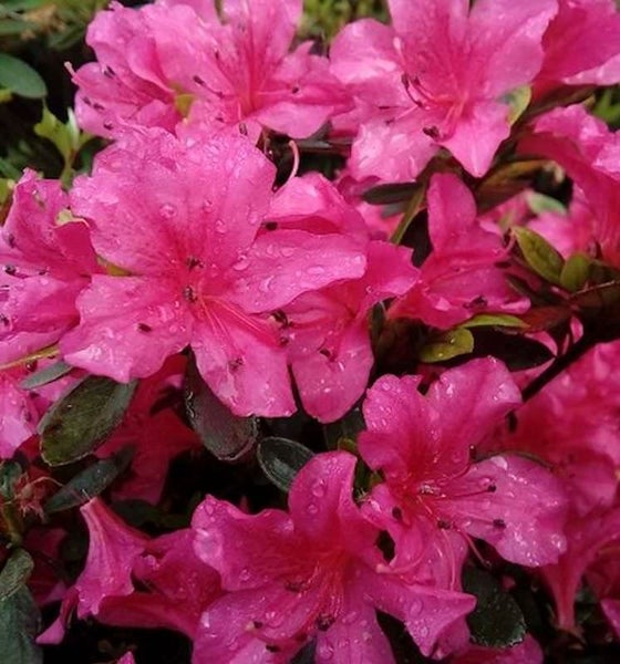 Nahaufnahme von Azaleenblüten mit Wassertropfen