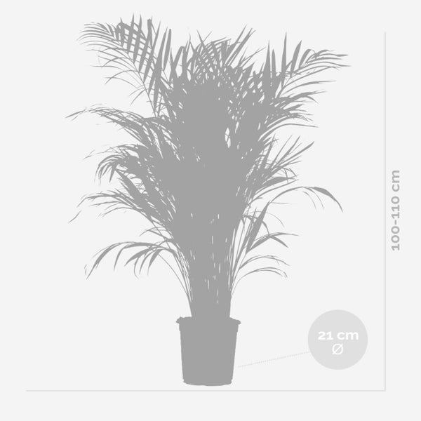 Bloomique - Dypsis Lutescens - Goldfruchtpalme - Areca Palme - Zimmerpflanzen Groß - Pflegeleicht - Haustierfreundlich - Höhe 100-120 cm - Topf 21 cm