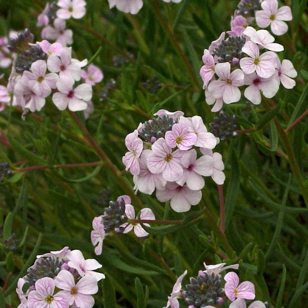 Nahaufnahme von rosa Strandlevkoje-Blüten