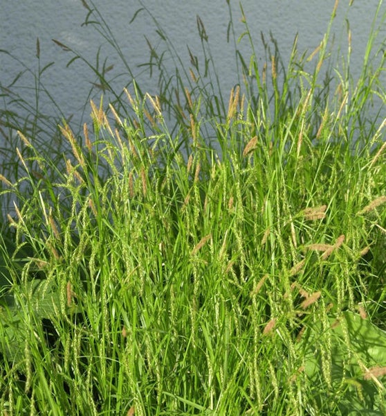 Hohes, grünes Ziergras im Garten