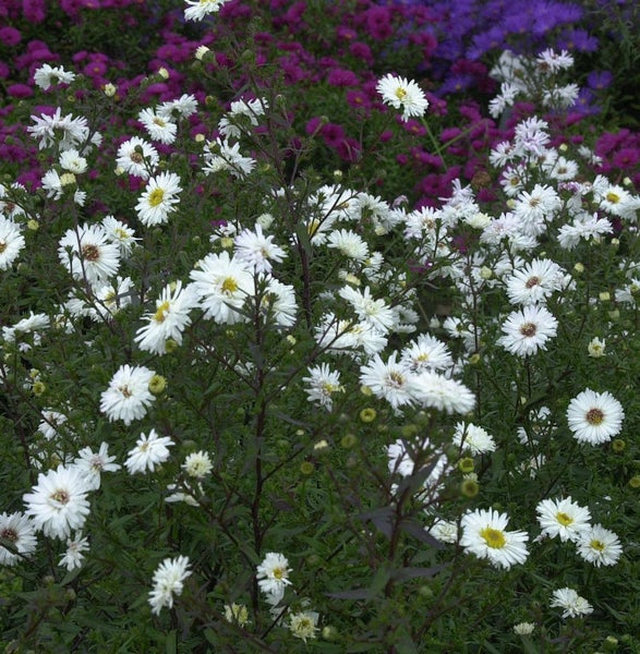 Achterblume mit weißen Blüten und dunklem Laub im Garten