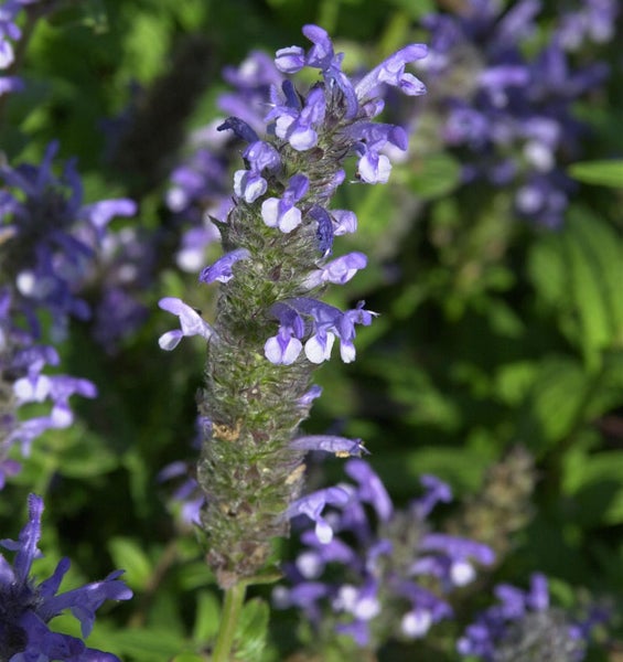Nahaufnahme einer blühenden Salvia nemorosa Pflanze