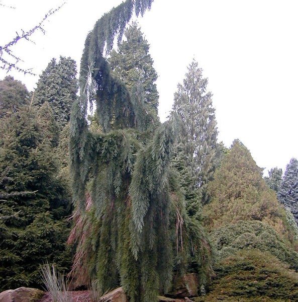 Verschiedene Nadelbäume in einem Garten.
