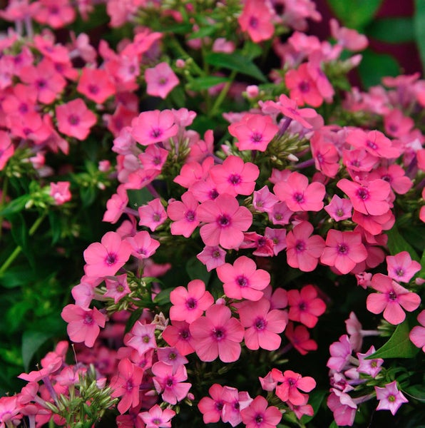 Nahaufnahme von rosa Flammenblumen in voller Blüte