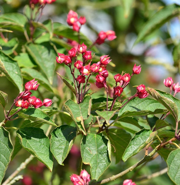 Nahaufnahme von Harlekinweide mit roten Blüten