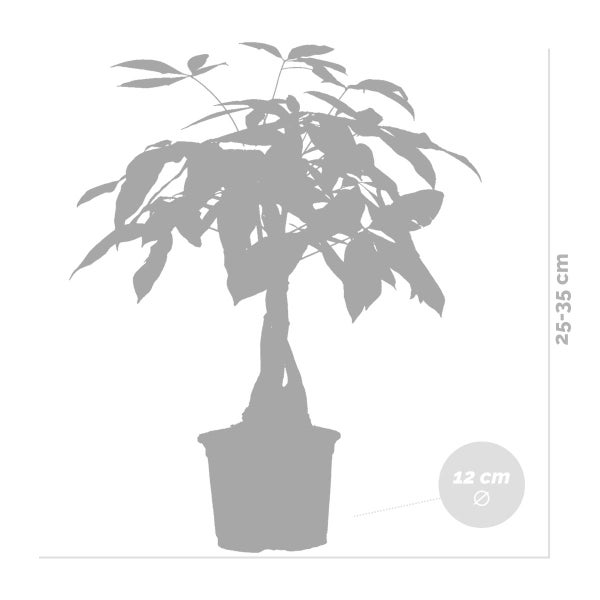 Bloomique - 2er Set - Pachira Aquatica - Glückskastanie - Zimmerpflanzen - Luftreinigend - Pflegeleicht - Höhe 25-35 cm - Topf 12 cm
