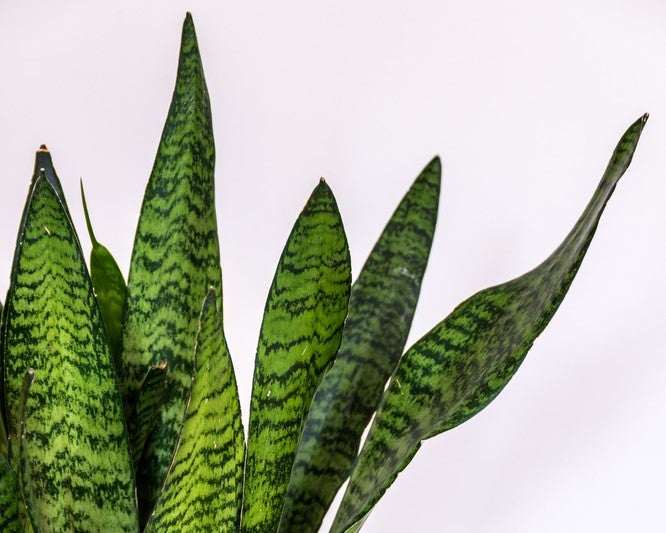 Sansevieria 'Zeylanica' - Frauenzunge - Pflegeleicht - ⌀9 - ↕35 cm